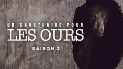 Un sanctuaire pour les ours L'intrus