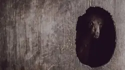 Un sanctuaire pour les ours L'intrus