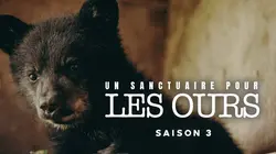 Un sanctuaire pour les ours Réintroduction