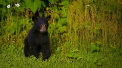 Un sanctuaire pour les ours Vers la liberté