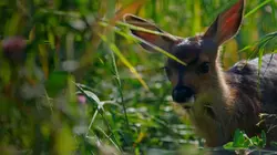 Un sanctuaire pour les ours Enfin libres