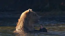 Un sanctuaire pour les ours Petits nouveaux