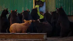 Un sanctuaire pour les ours  Problèmes de ventre