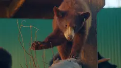 Un sanctuaire pour les ours Petits nouveaux