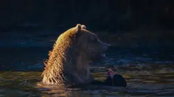 Un sanctuaire pour les ours Les grizzlis