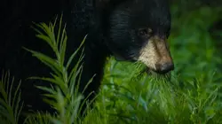 Un sanctuaire pour les ours Hibernation sous pression