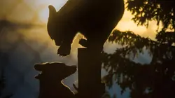 Un sanctuaire pour les ours  Grands oursons et petits élans