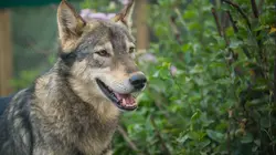 Un sanctuaire pour les ours Coup de chaud