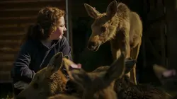 Un sanctuaire pour les ours Coup de chaud