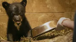 Un sanctuaire pour les ours Comme des grands