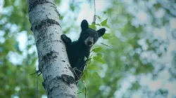 Un sanctuaire pour les ours