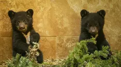 Un sanctuaire pour les ours