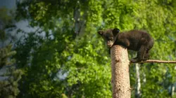 Un sanctuaire pour les ours