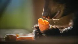 Un sanctuaire pour les ours