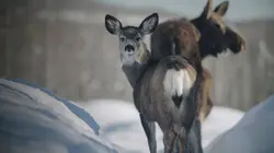 Un sanctuaire pour les ours