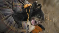 Un sanctuaire pour les ours Réintroduction