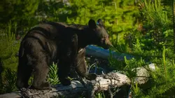 Un sanctuaire pour les ours