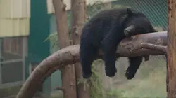 Un sanctuaire pour les ours