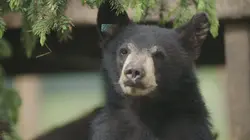 Un sanctuaire pour les ours