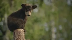Un sanctuaire pour les ours Oursons perchés