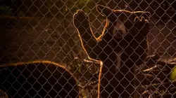 Un sanctuaire pour les ours L'intrus