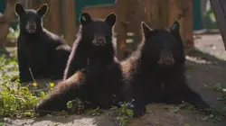 Un sanctuaire pour les ours