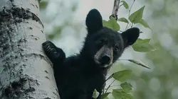 Un sanctuaire pour les ours Les grizzlis