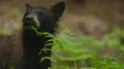 Un sanctuaire pour les ours