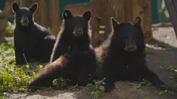 Un sanctuaire pour les ours