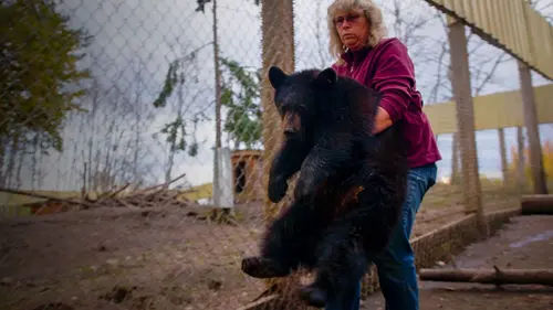 Un sanctuaire pour les ours Un ourson qui a du mordant