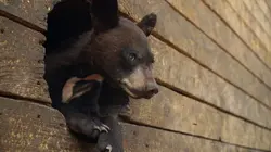 Un sanctuaire pour les ours  De retour à la maison