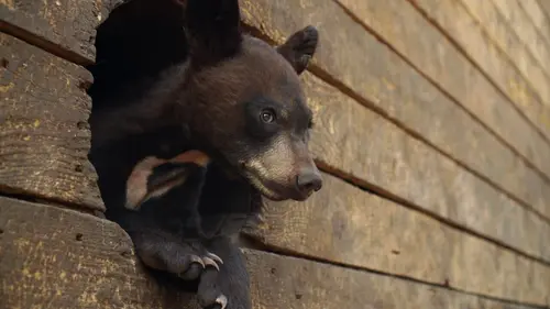 Un sanctuaire pour les ours De retour à la maison