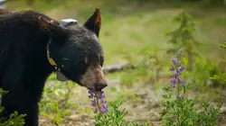 Visuel de Un sanctuaire pour les ours