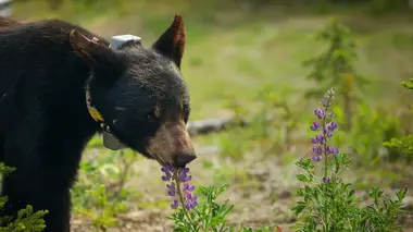 Wasabi rentre chez elle