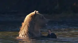 Un sanctuaire pour les ours