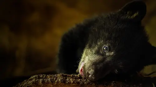 Un sanctuaire pour les ours Sur un arbre perché