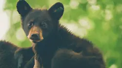 Un sanctuaire pour les ours Oursons perchés