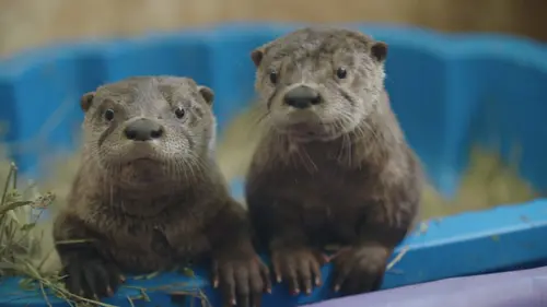 Un sanctuaire pour les ours Les pieds sur terre
