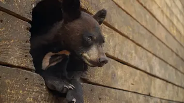 Un sanctuaire pour les ours De retour à la maison