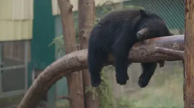 Un sanctuaire pour les ours L'ours fugitif