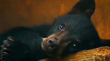 Un sanctuaire pour les ours Problèmes de ventre