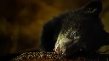 Un sanctuaire pour les ours Sur un arbre perché