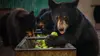 Un sanctuaire pour les ours S01E04 Les oursons traumatisés