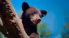 Un sanctuaire pour les ours S01E07 SOS animaux en détresse