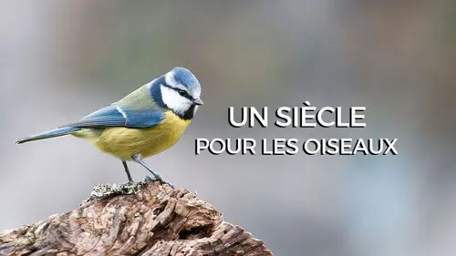 Un siècle pour les oiseaux