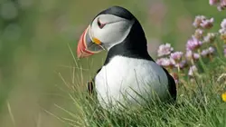 Un siècle pour les oiseaux