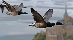 Un tour du monde à vol d'oiseau