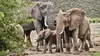 Un train au coeur des merveilles africaines : De Dar es Salam aux chutes Victoria