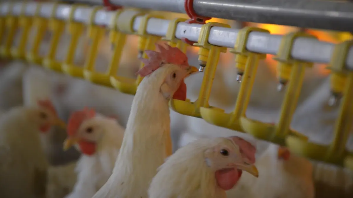 Visuel de Un village et un million de poulets
