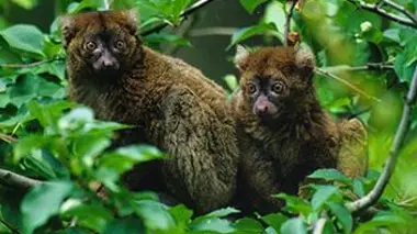 L'arrivée des lémuriens